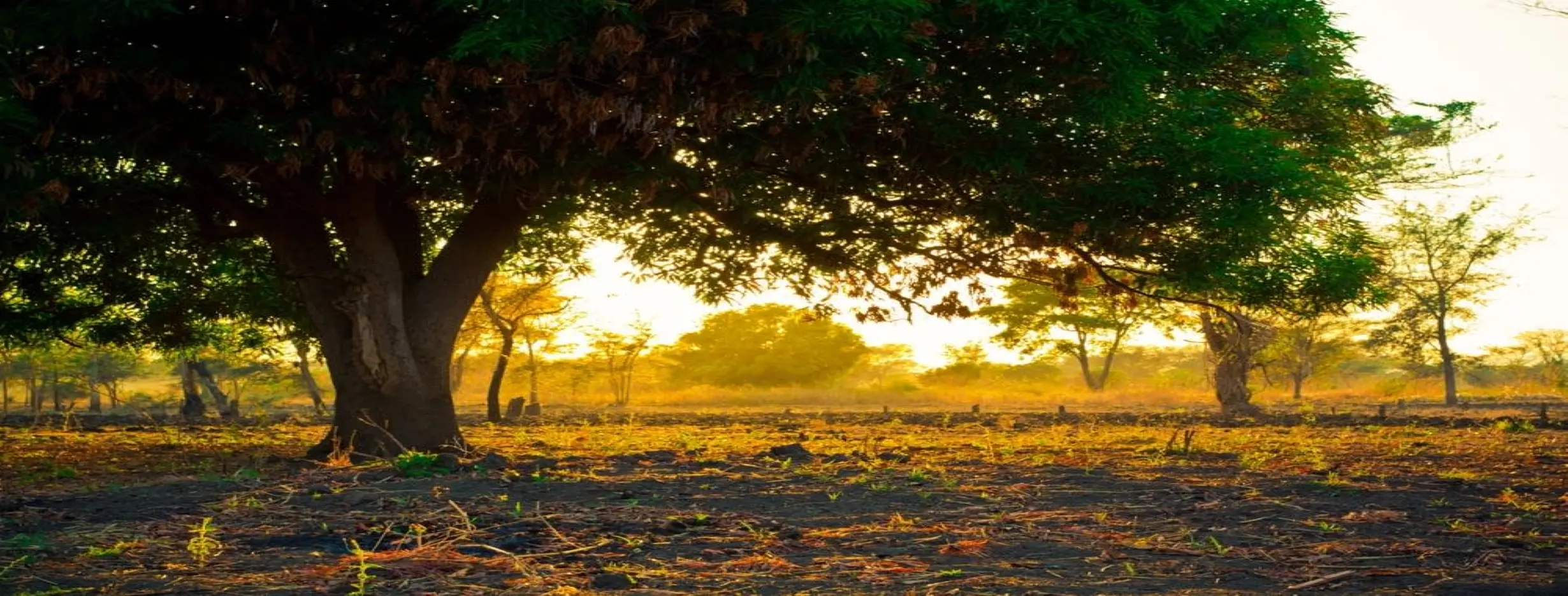 Image for Ideal Climate Conditions
